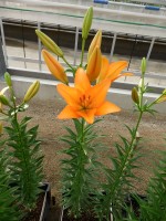 [5090 Casino Royale No01.JPG]